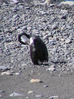 Albums/20060200-New Zealand 2006/20060318-Kaikiura/87